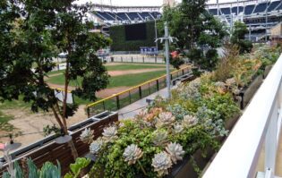 Green Walls Design for Succulent Wall for Restaurant Client Near Petco Park