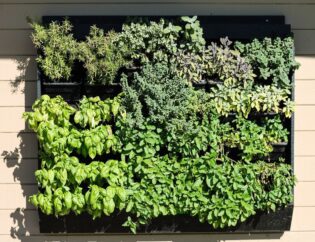 Tropical Living Green Wall Design for Wallspoon Living Wall for client, with colorful succulents and other plants