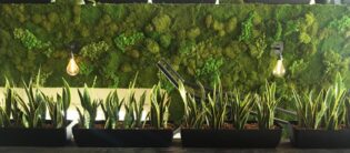 Moss Living Wall. Vertical Garden Solutions provides Moss Walls to their clients