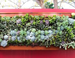 Succulent Walls Design for Succulent Wall for client, with colorful succulents and other plants