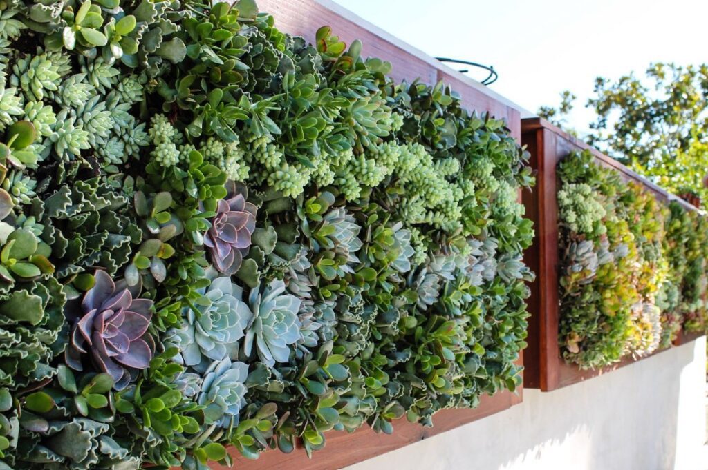 Succulent Walls Design for Succulent Wall for client, with colorful succulents and other plants