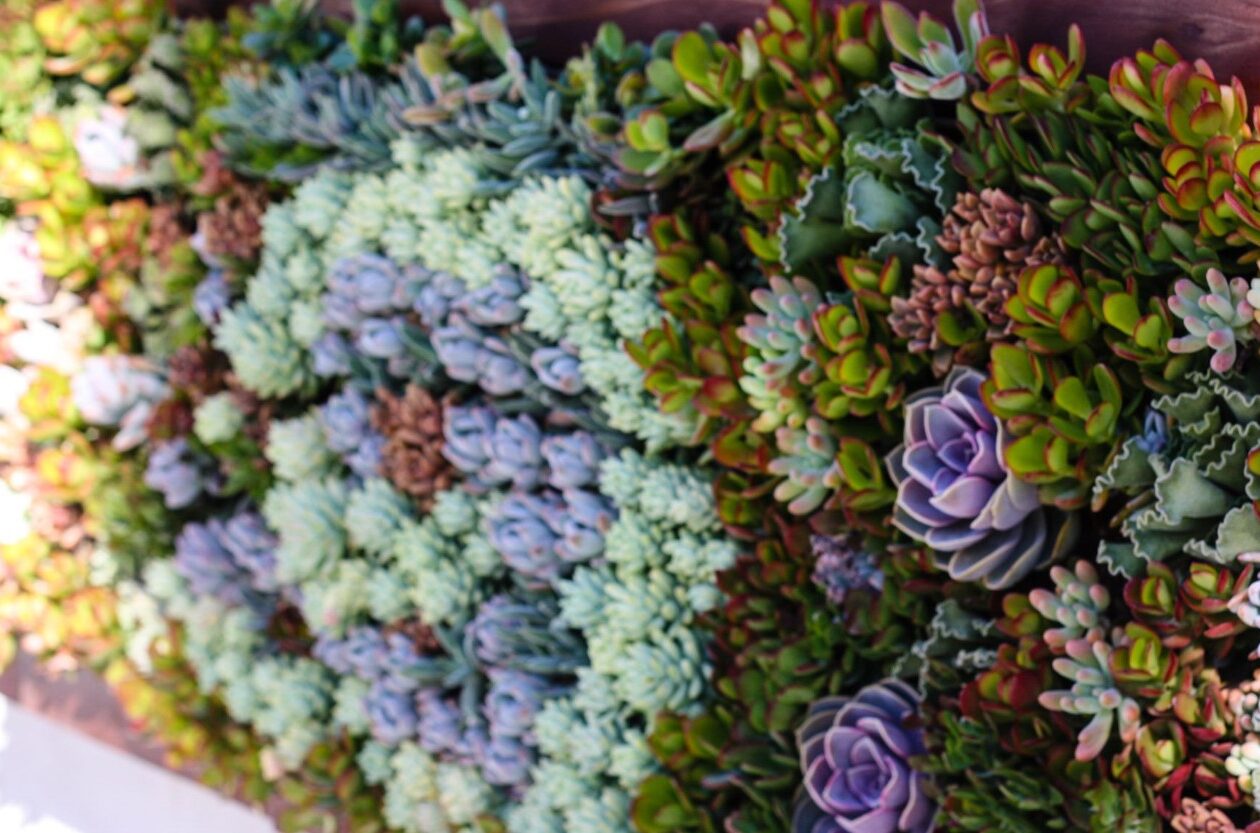 Succulent Walls Design for Succulent Wall for client, with colorful succulents and other plants