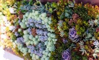 Succulent Walls Design for Succulent Wall for client, with colorful succulents and other plants