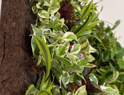 Cortica Living Wall System, Cork Living Wall with Tropical Plants