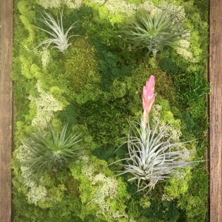 Preserved moss art air plants framed