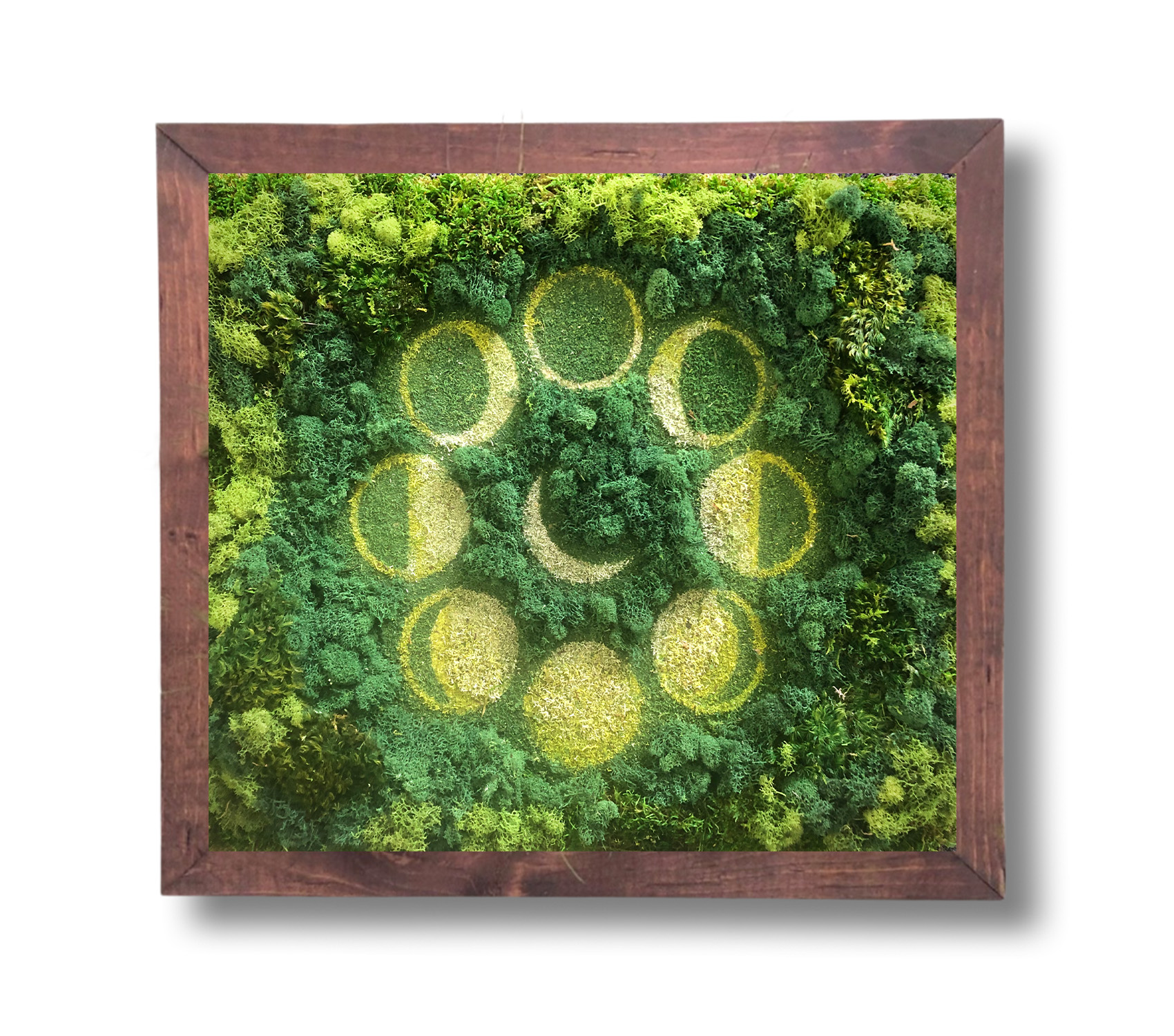 preserved moss moon phases art in frame