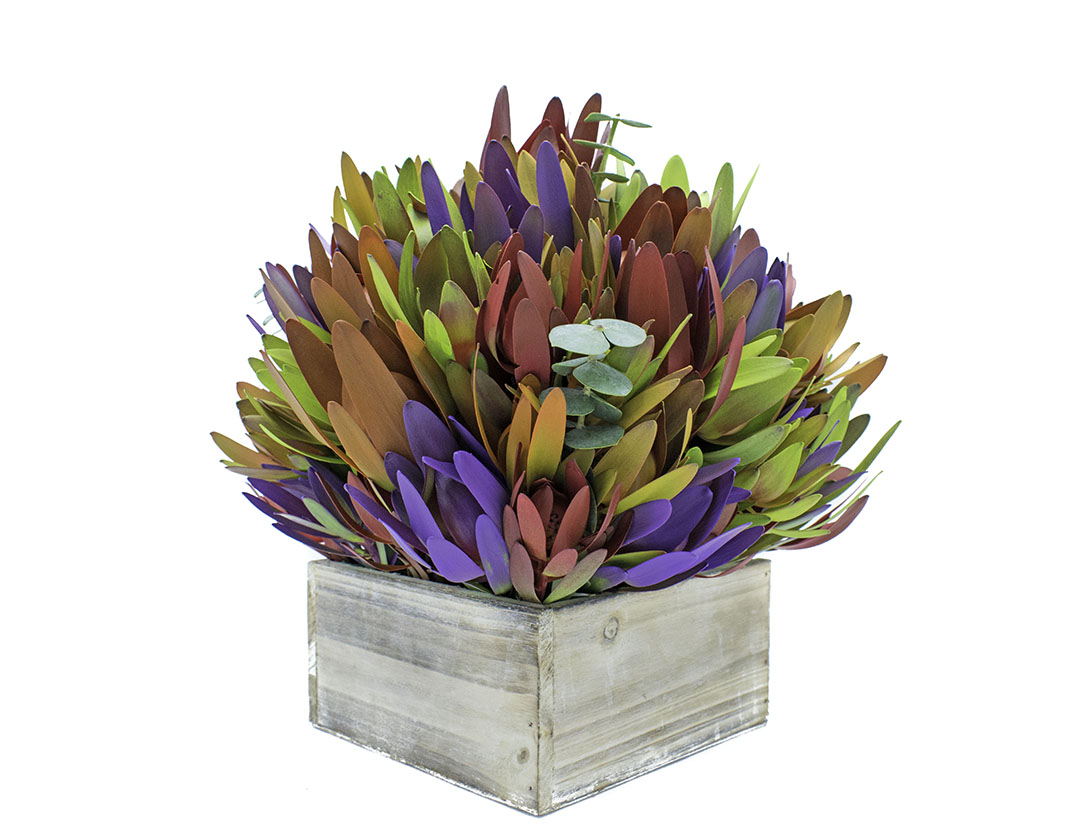 Medium Multicolor Mix Fresh Protea and Eucalyptus Basket