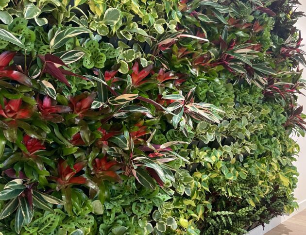 Vertical Garden Solutions - Vertical Garden Solutions