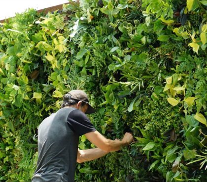 Tropical Living Wall Maintenance. Vertical Garden Solutions provides its clients with Tropical Living Wall Maintenance