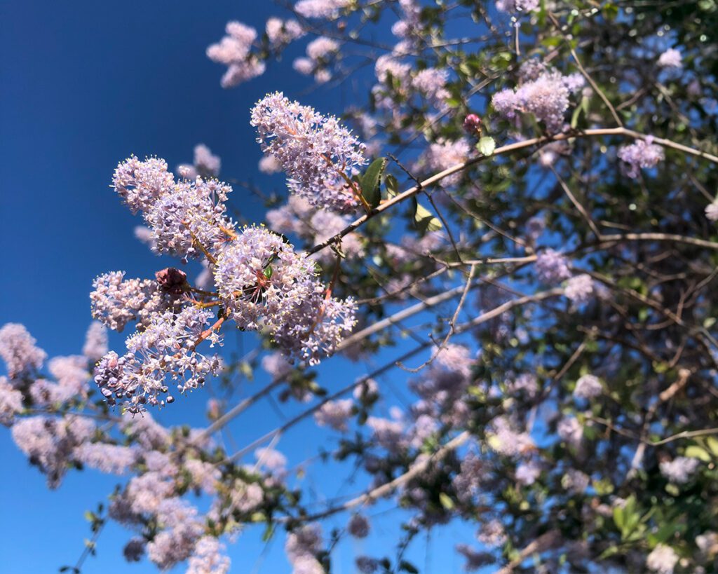 Ceanothus Lilac Native Plant