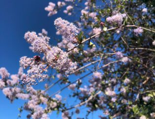 Ceanothus Lilac Native Plant