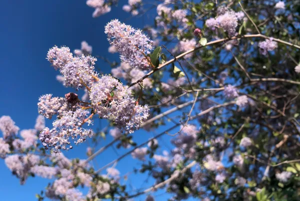 Ceanothus Lilac Native Plant