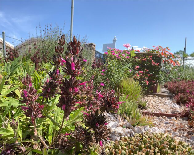 Salvia Hummingbird Sage herb native plant in outdoor garden