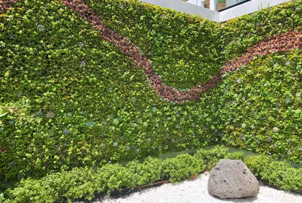 Living Succulent Wall Design for client. Vertical Garden Solutions provides Living Succulent Walls for clients in San Diego and Los Angeles