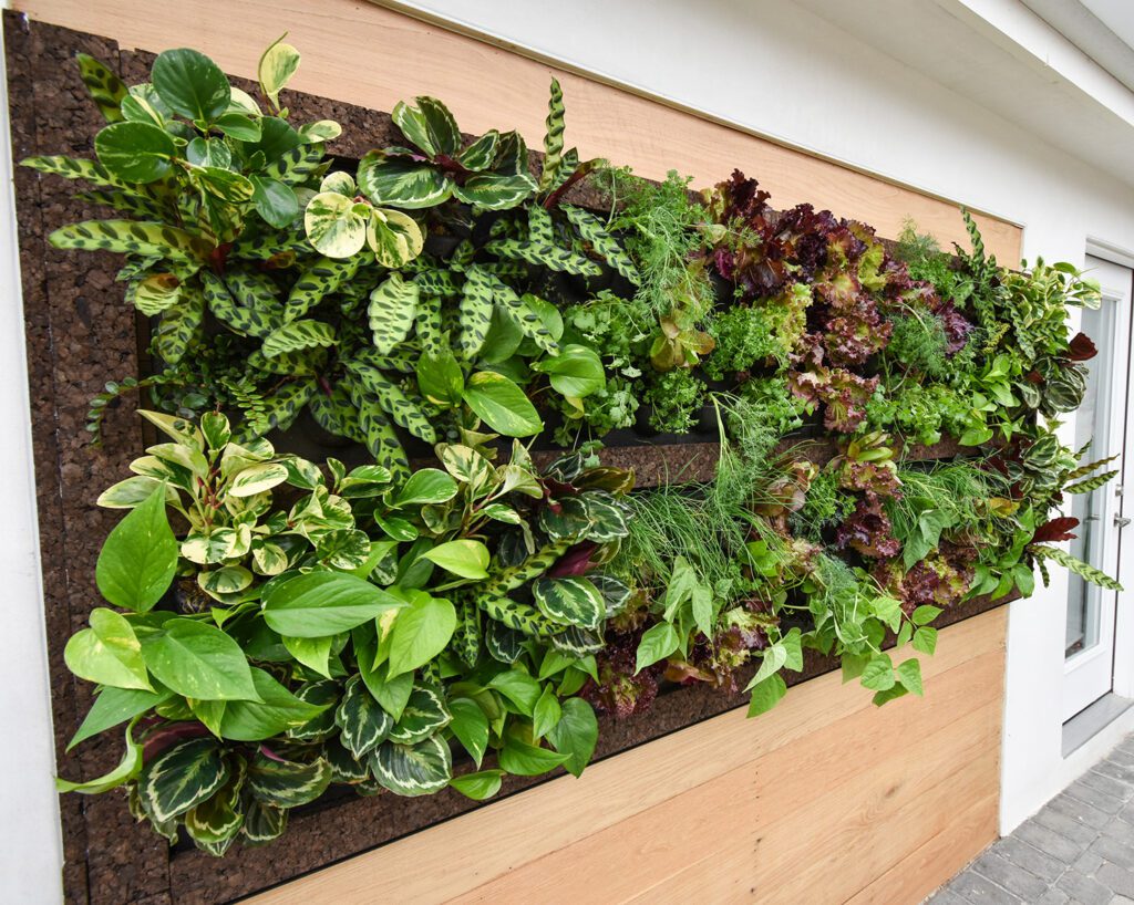 Tropical Living Wall with Herbs and Vegetables