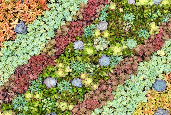 Outdoor succulent living wall