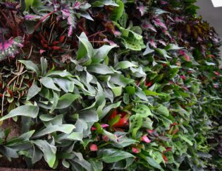 Residential living wall system with tropical living plants