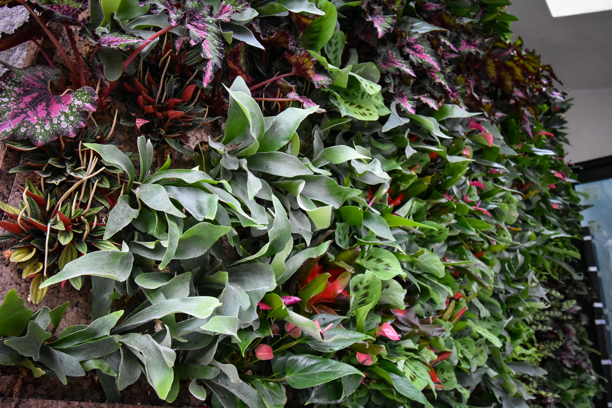 Residential living wall system with tropical living plants