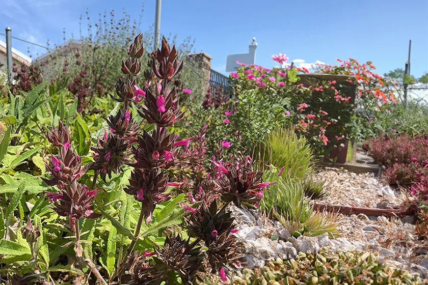 Native Plant Landscape in San Diego, CA