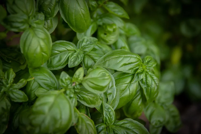 vertical-herb-garden-in-san-diego-ca