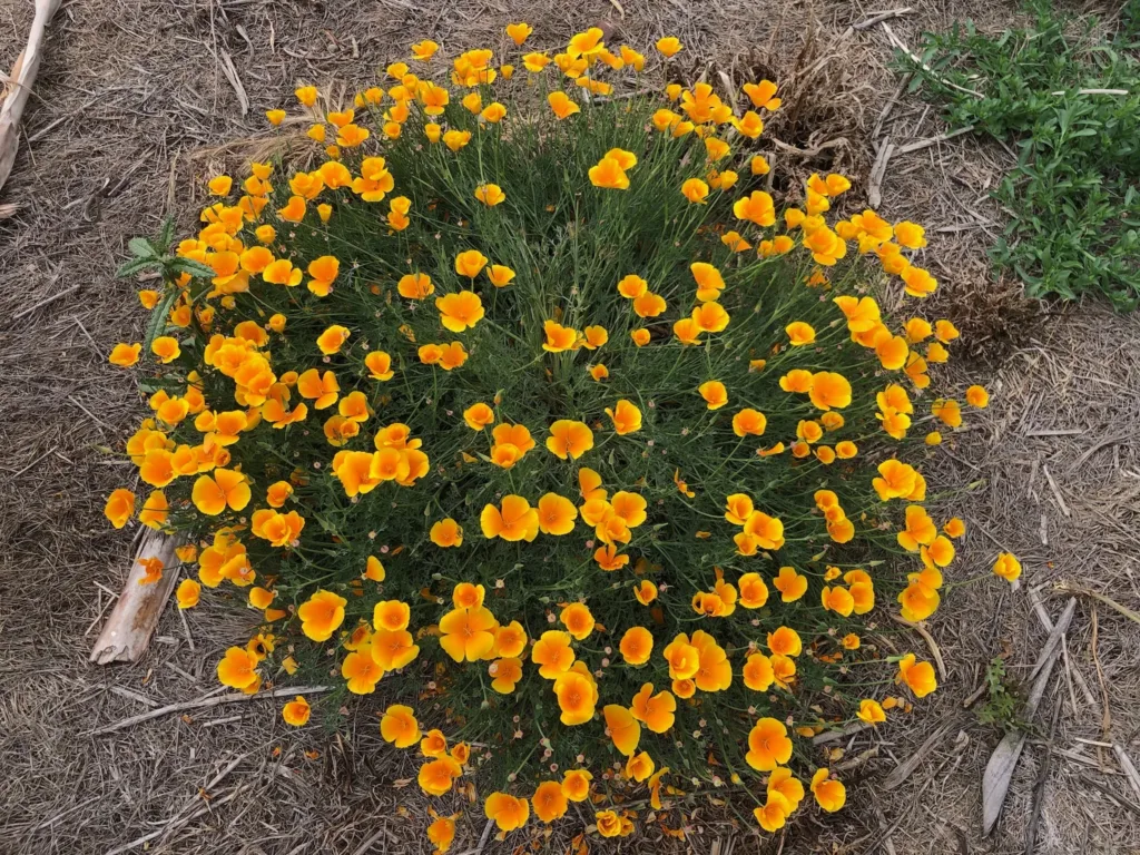 California Native Poppy wildflowers