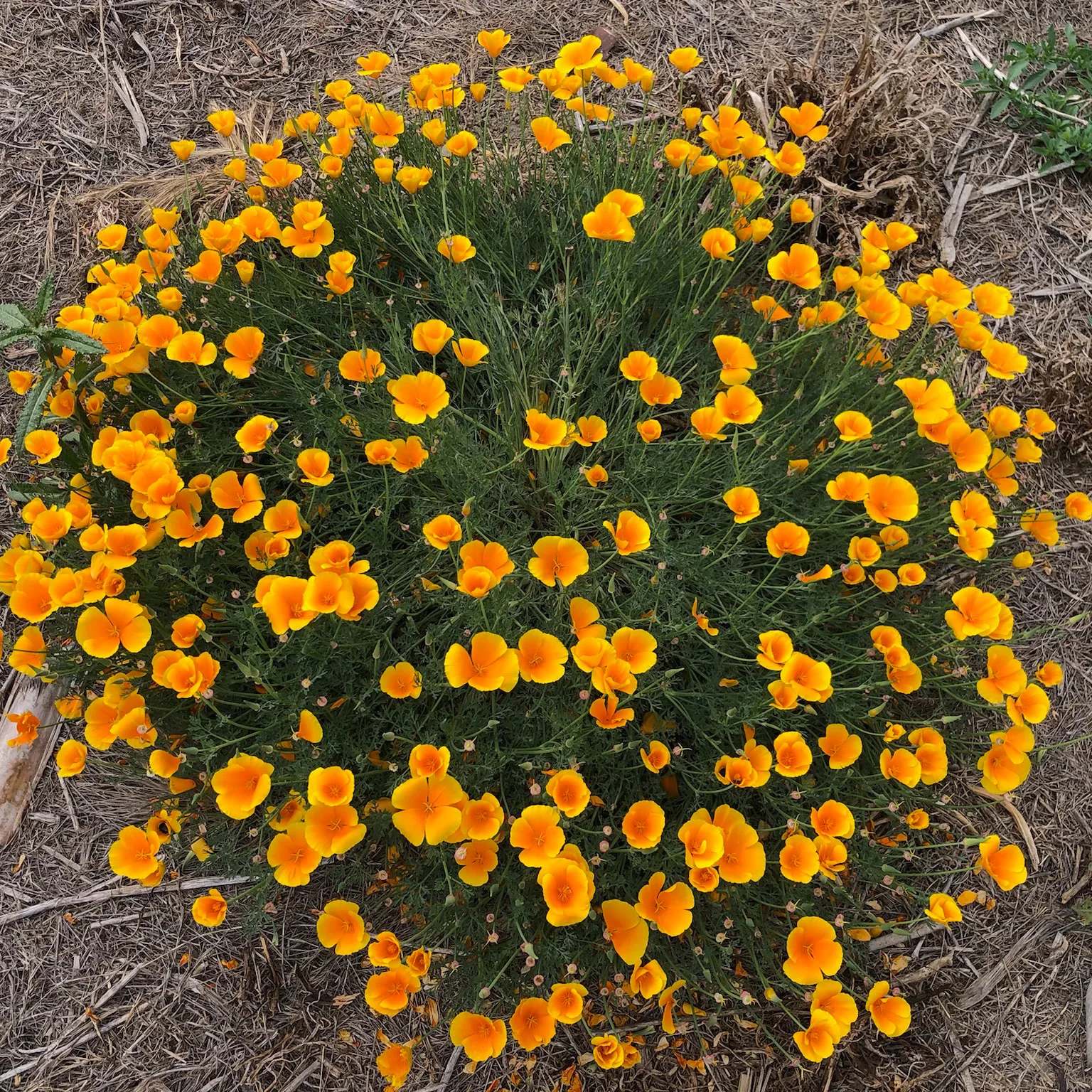 California Poppy wildflowers annuals native plant