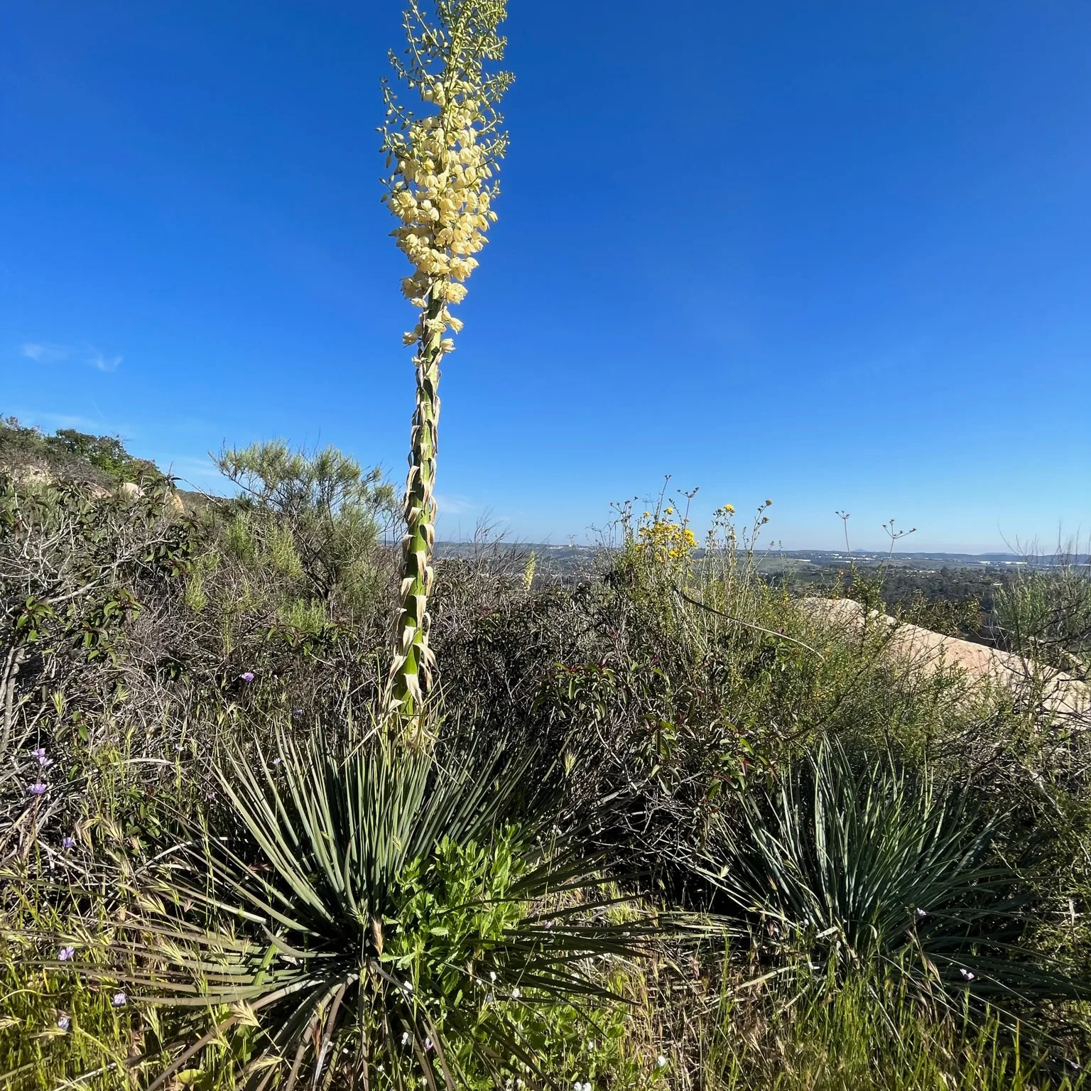 California Yucca native plant