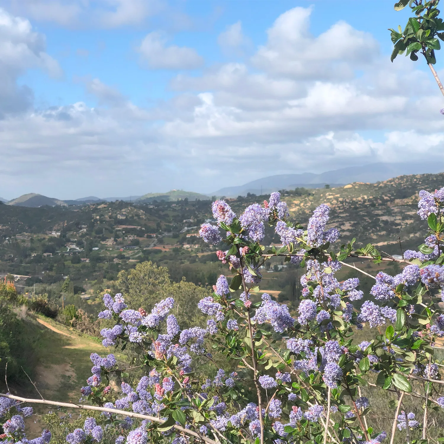 Ceanothus Lilac California native plant