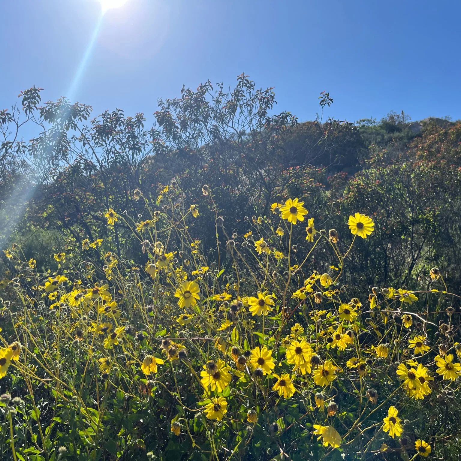 Encelia Bush Sunflower shrub California Native Plant