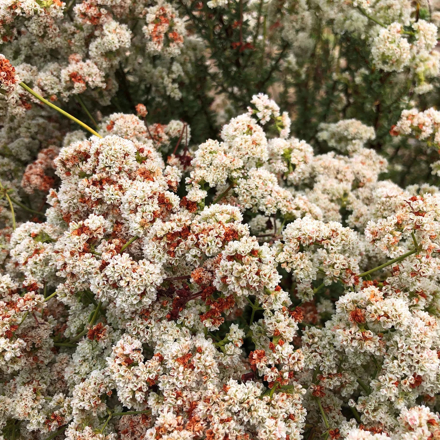 Eriogonum Buckwheat California Native Plant