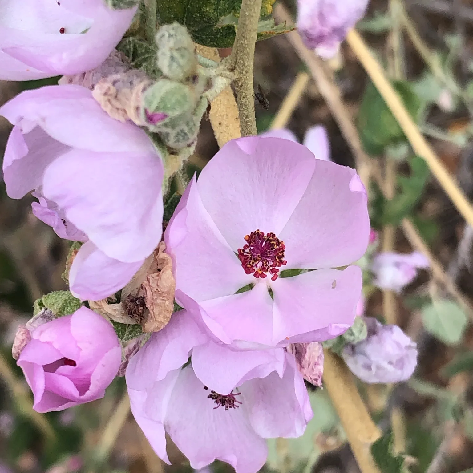 Malacothaqmnus Mallow California native plant