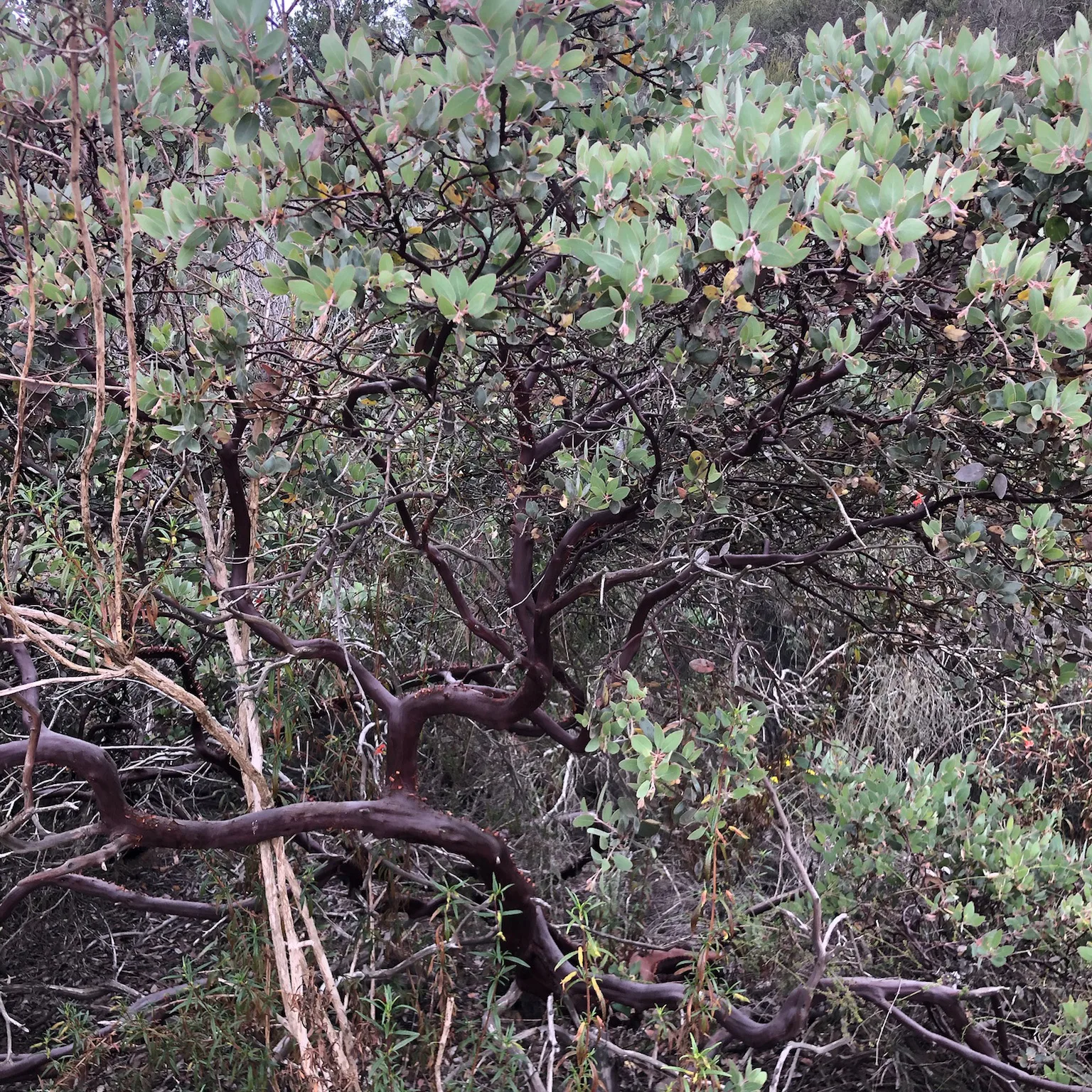 Manzanita California Native Plant