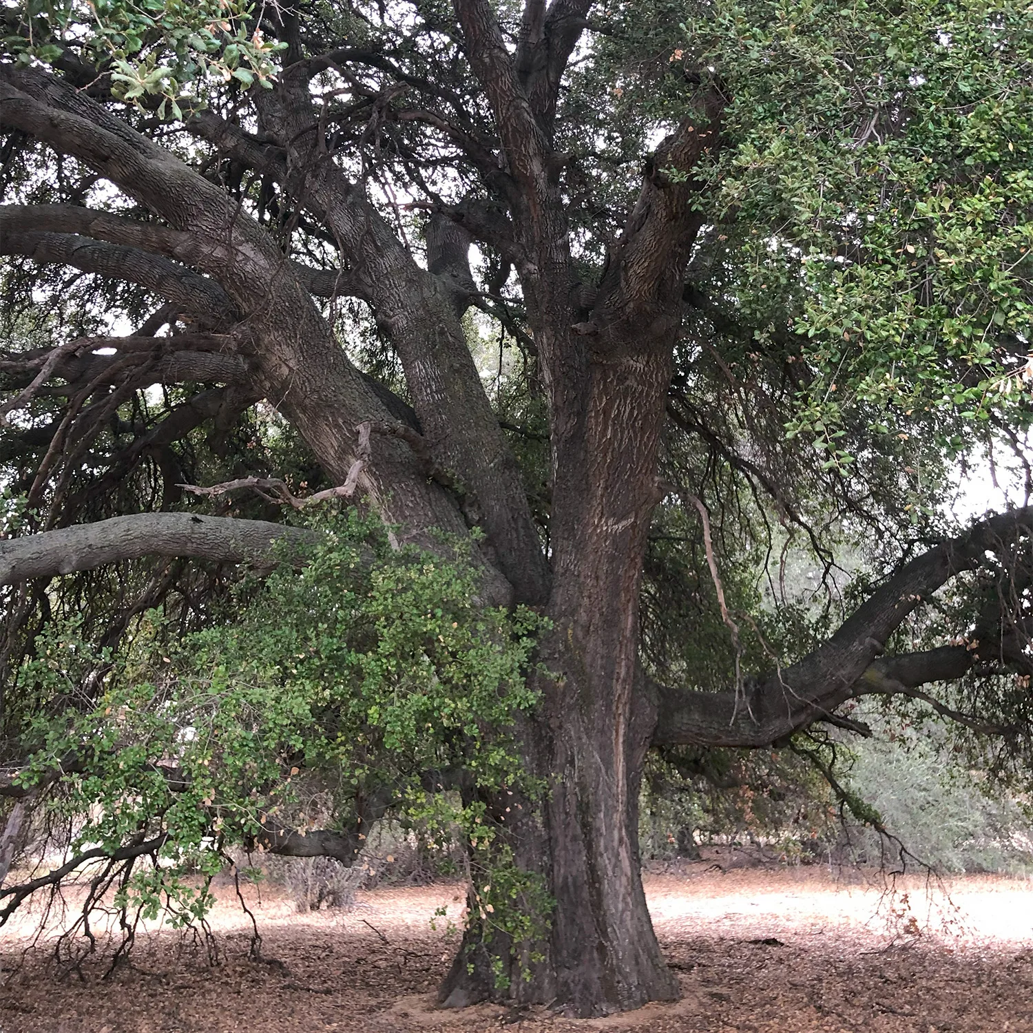 Quercus Oak Coast Live Oak California Native Plant