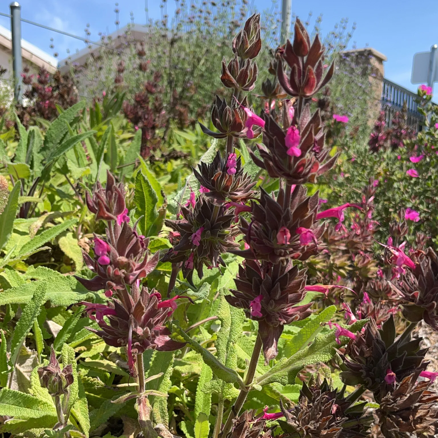 Salvia Hummingbird Sage California native plant