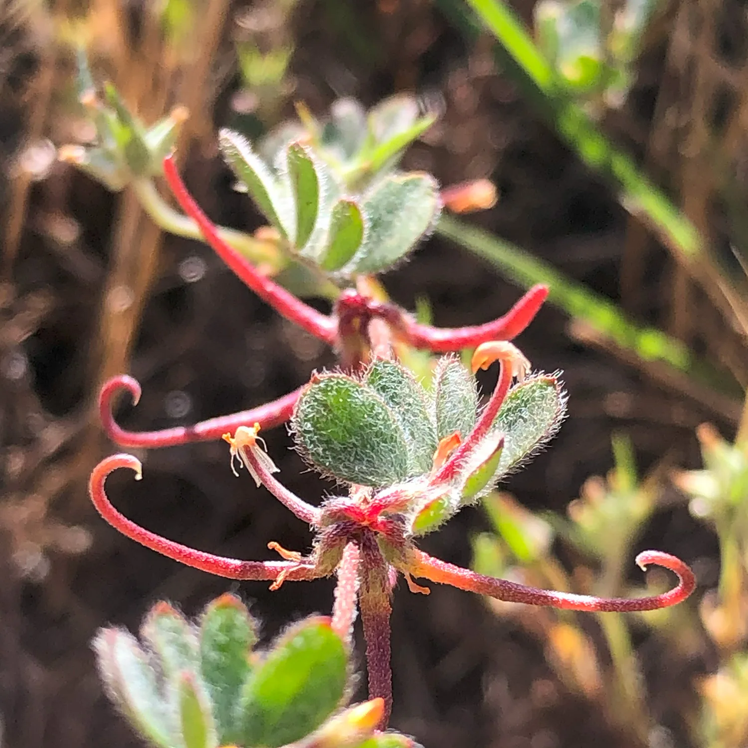 Woolly Lotus California native plant