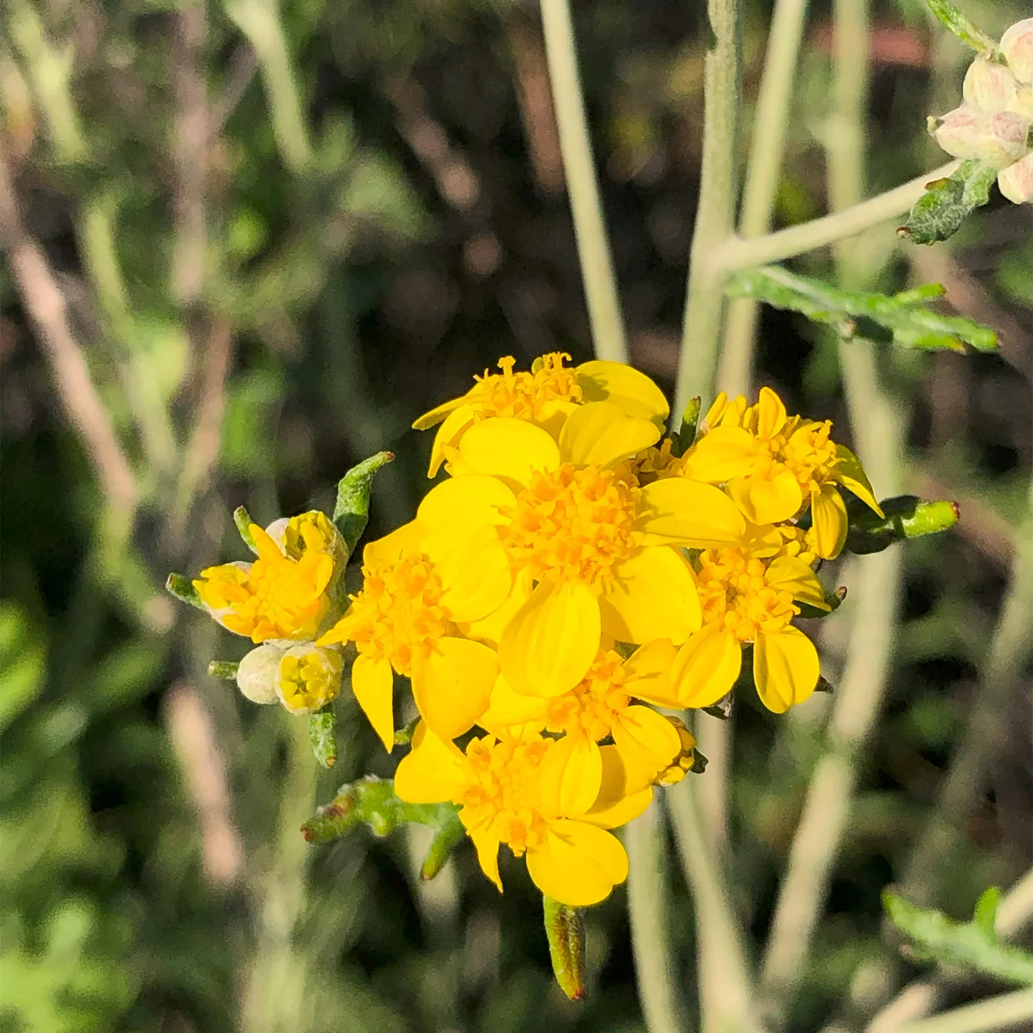 Yarrow California native plant