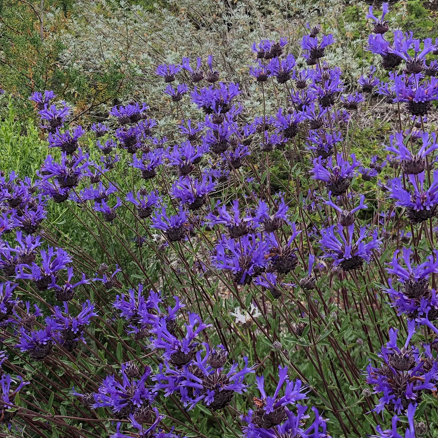 Cleveland sage California native plant