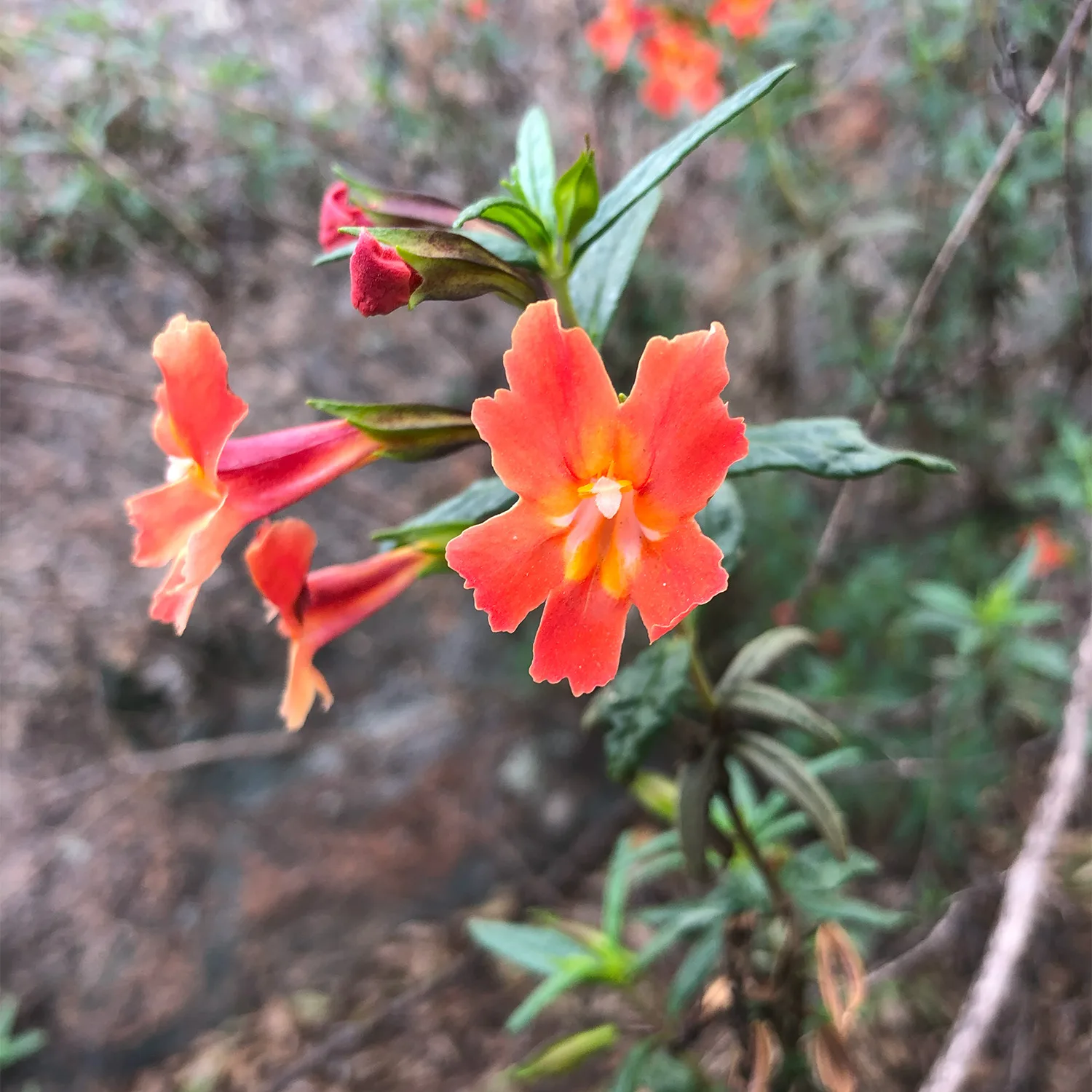 diplicus monkeyflower shrub California native plant