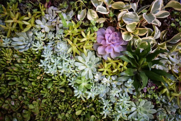 Up close photo of colorful array of succulents