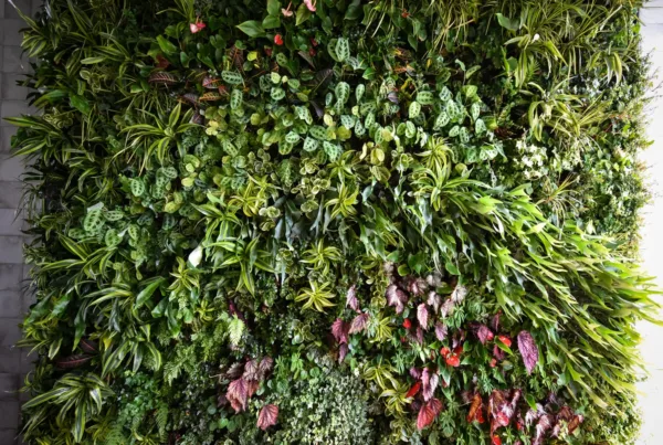 Rancho Santa Fe living wall