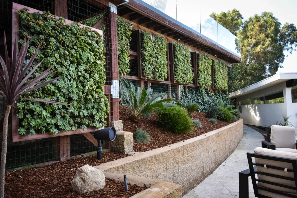 Succulent cover wall panels in backyard