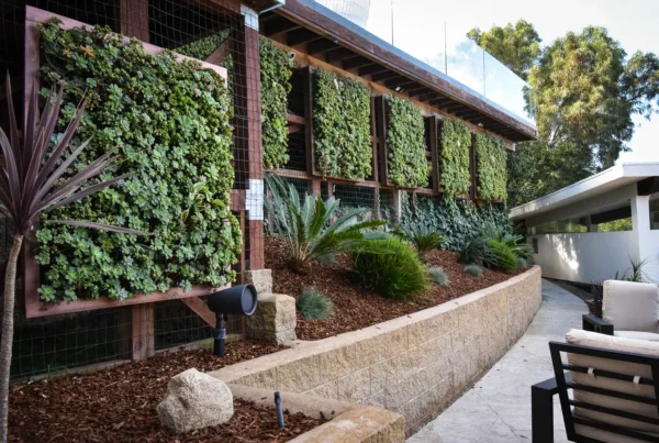 Succulent cover wall panels in backyard