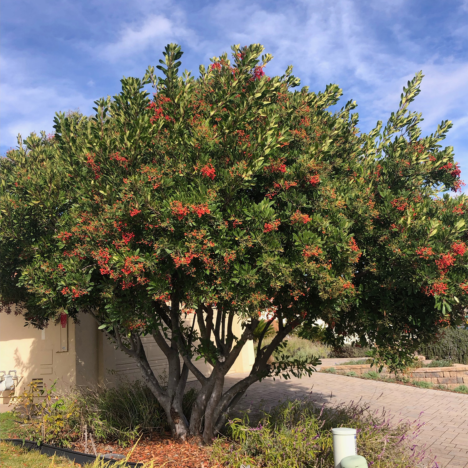 Toyon California Native Plant