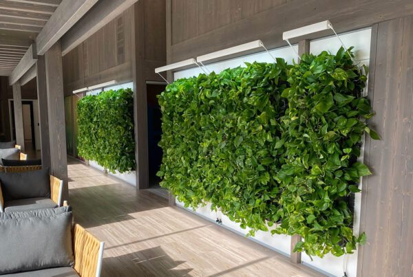 2 large living wall panels in San Diego County District Attorney Vista location office