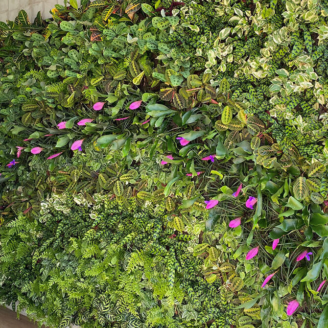 Tropical Living Wall Design. Vertical Garden Solutions provides its clients with Tropical Living Walls